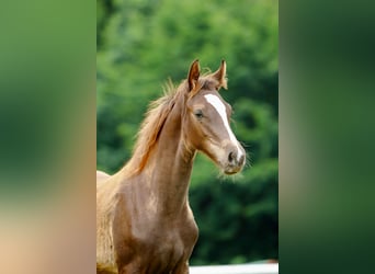German Sport Horse, Mare, Foal (03/2025), Chestnut