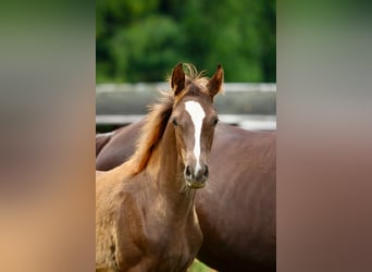 German Sport Horse, Mare, Foal (03/2025), Chestnut