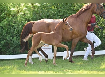 German Sport Horse, Mare, Foal (05/2025), Chestnut