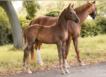 German Sport Horse, Mare, Foal (05/2025), Chestnut