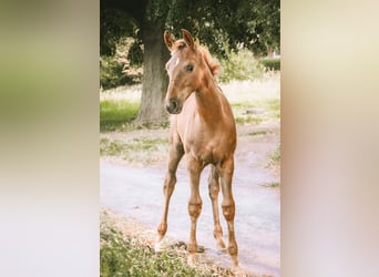 German Sport Horse, Mare, Foal (05/2025), Chestnut