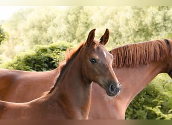 German Sport Horse, Mare, Foal (05/2025), Chestnut