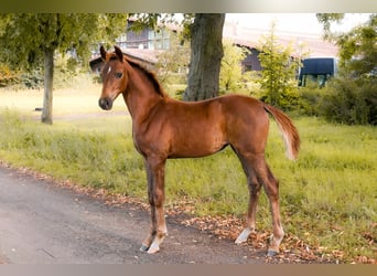 German Sport Horse, Mare, Foal (05/2025), Chestnut