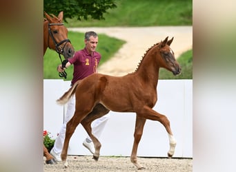 German Sport Horse, Mare, Foal (03/2024), Chestnut
