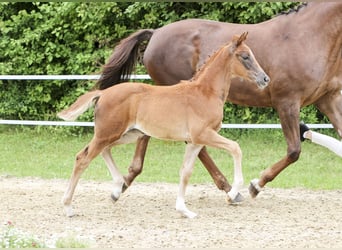 German Sport Horse, Mare, Foal (05/2024), Chestnut