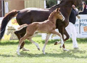 German Sport Horse, Mare, Foal (05/2024), Chestnut