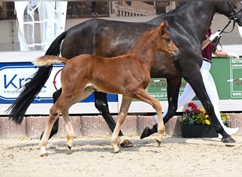 German Sport Horse, Mare, Foal (04/2025), Chestnut