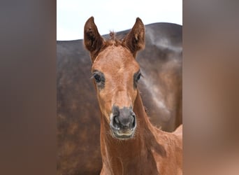 German Sport Horse, Mare, Foal (04/2025), Chestnut
