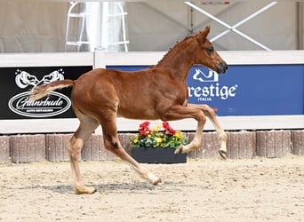 German Sport Horse, Mare, Foal (04/2025), Chestnut