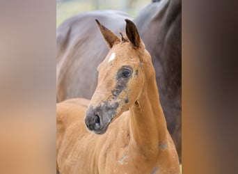 German Sport Horse, Mare, Foal (05/2025), Chestnut