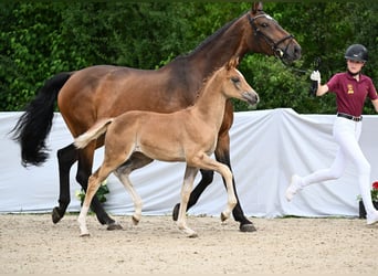 German Sport Horse, Mare, Foal (05/2024), Chestnut