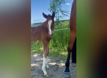 German Sport Horse, Mare, Foal (05/2026), Chestnut