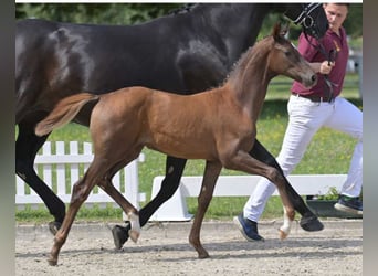 German Sport Horse, Mare, Foal (04/2024), Chestnut