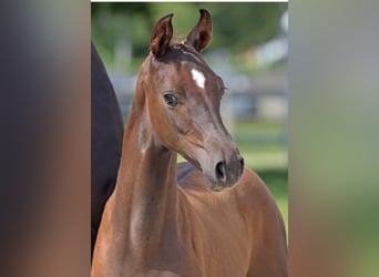 German Sport Horse, Mare, Foal (04/2024), Chestnut