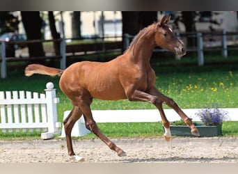 German Sport Horse, Mare, Foal (04/2024), Chestnut