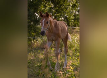 German Sport Horse, Mare, Foal (06/2023), Chestnut