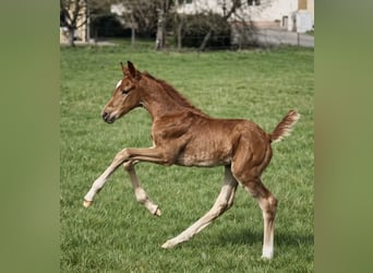German Sport Horse, Mare, Foal (03/2026), Chestnut-Red