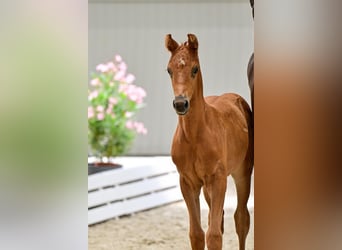 German Sport Horse, Mare, Foal (06/2026), Chestnut-Red