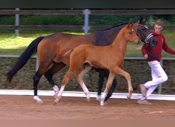 German Sport Horse, Mare, Foal (04/2024), Chestnut-Red