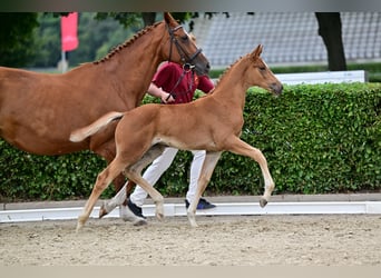 German Sport Horse, Mare, Foal (05/2026), Chestnut-Red