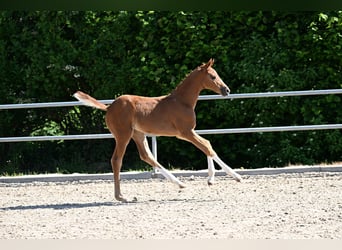 German Sport Horse, Mare, Foal (04/2026), Chestnut-Red