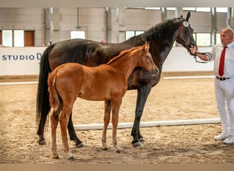 German Sport Horse, Mare, , Chestnut-Red