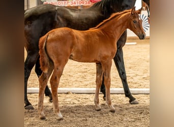 German Sport Horse, Mare, , Chestnut-Red