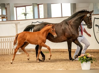 German Sport Horse, Mare, , Chestnut-Red