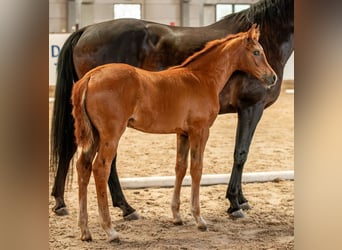 German Sport Horse, Mare, , Chestnut-Red