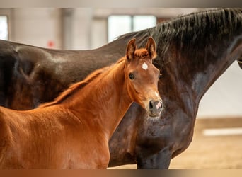 German Sport Horse, Mare, , Chestnut-Red