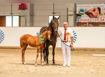 German Sport Horse, Mare, , Chestnut-Red