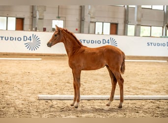 German Sport Horse, Mare, , Chestnut-Red