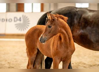 German Sport Horse, Mare, , Chestnut-Red