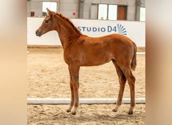 German Sport Horse, Mare, , Chestnut-Red