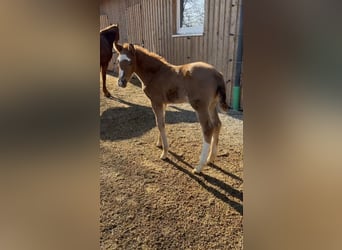 German Sport Horse, Mare, , Chestnut-Red