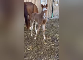 German Sport Horse, Mare, , Chestnut-Red