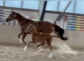 German Sport Horse, Mare, Foal (05/2024), Chestnut-Red