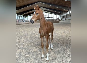 German Sport Horse, Mare, Foal (05/2024), Chestnut-Red