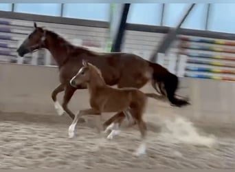 German Sport Horse, Mare, Foal (05/2024), Chestnut-Red