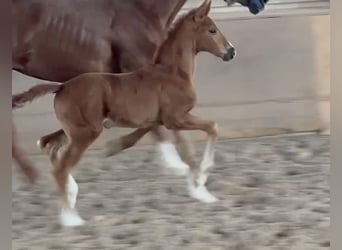 Deutsches Sportpferd, Stute, Fohlen (05/2024), Fuchs