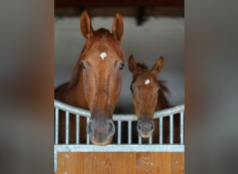 German Sport Horse, Mare, , Chestnut-Red