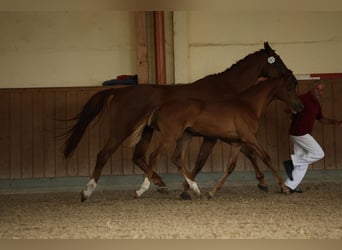 German Sport Horse, Mare, , Chestnut-Red
