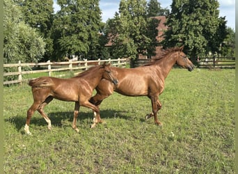 German Sport Horse, Mare, Foal (02/2025), Chestnut-Red