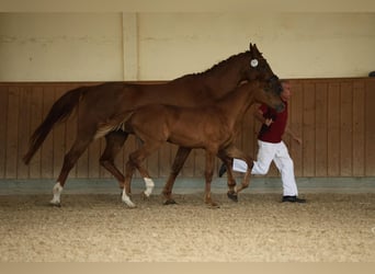 German Sport Horse, Mare, , Chestnut-Red