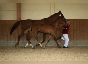 German Sport Horse, Mare, , Chestnut-Red