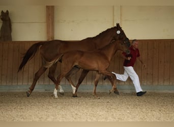 German Sport Horse, Mare, , Chestnut-Red