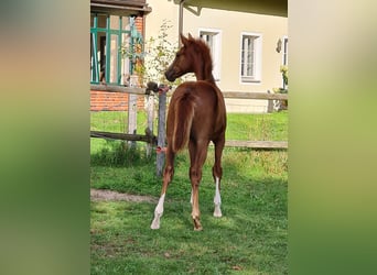 German Sport Horse, Mare, Foal (05/2023), Chestnut-Red