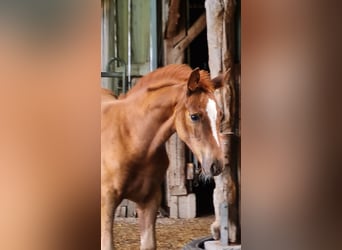German Sport Horse, Mare, Foal (05/2023), Chestnut-Red