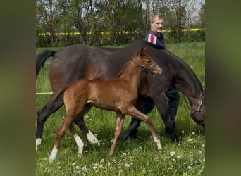 German Sport Horse, Mare, Foal (04/2025), Chestnut-Red