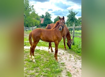 German Sport Horse, Mare, Foal (02/2025), Chestnut-Red
